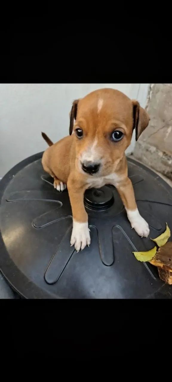 Adoção responsável  - Foto 4