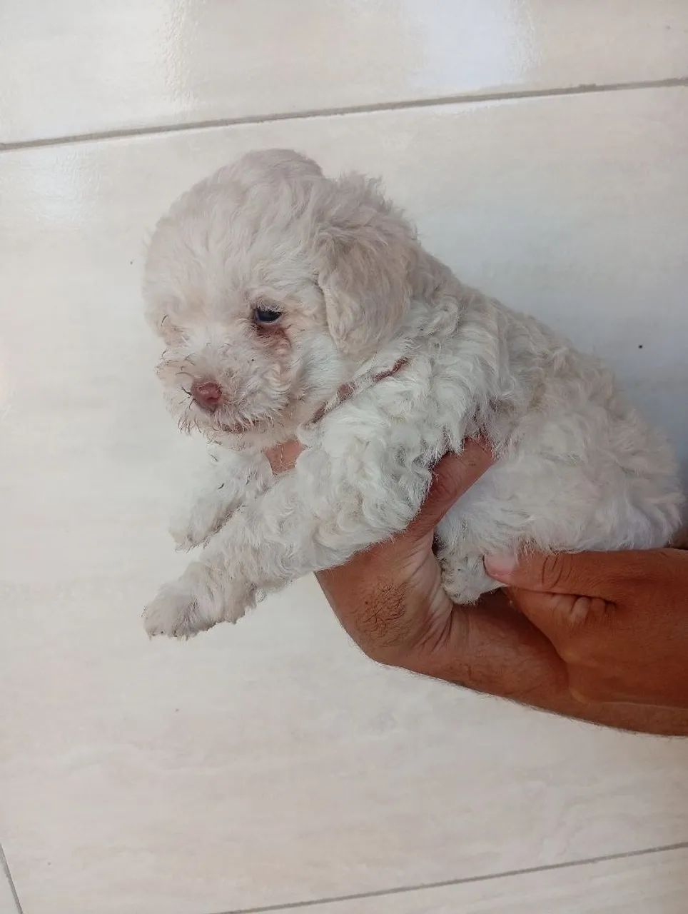 Poodle toy original machos - Foto 2