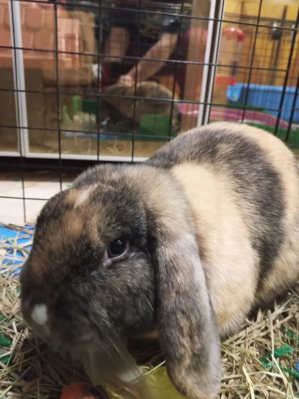 Vendo Coelho mini lop lindo 