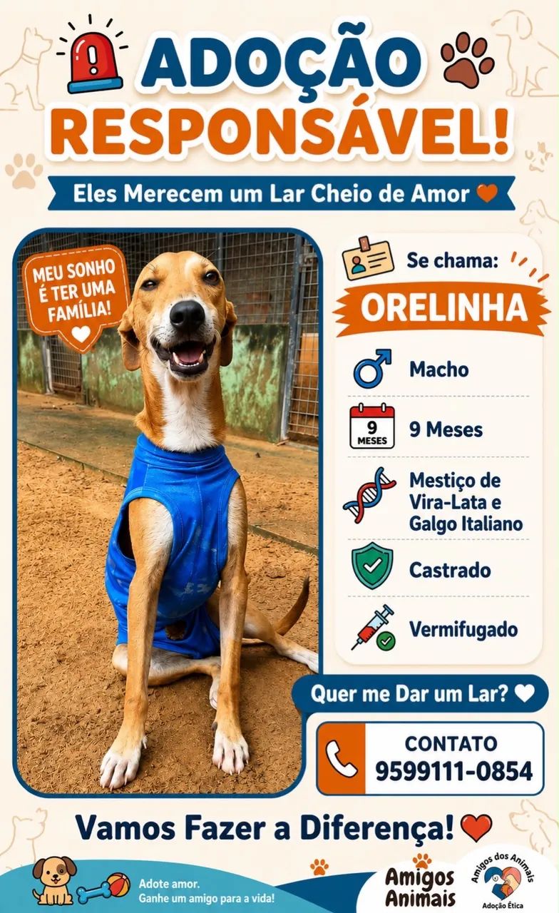 Cachorrinho Galgo com srd para adoção 