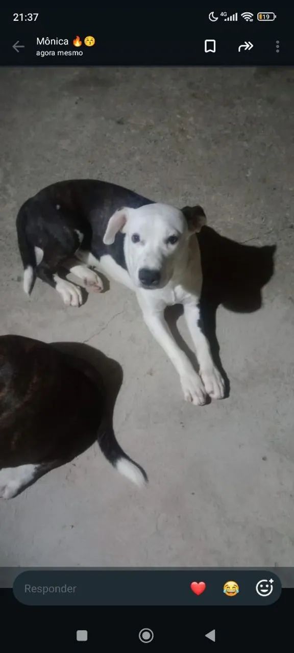 vendo esse Pitbull 
