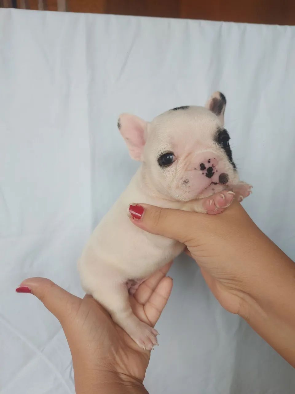 Buldogue francês micro  - Foto 4