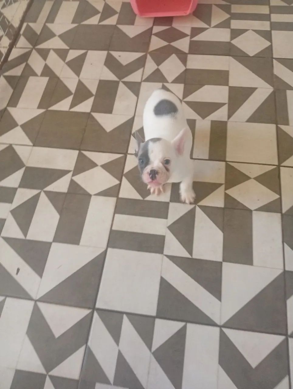 Vendo filhote de buldogue francês com 60 dias - Foto 2