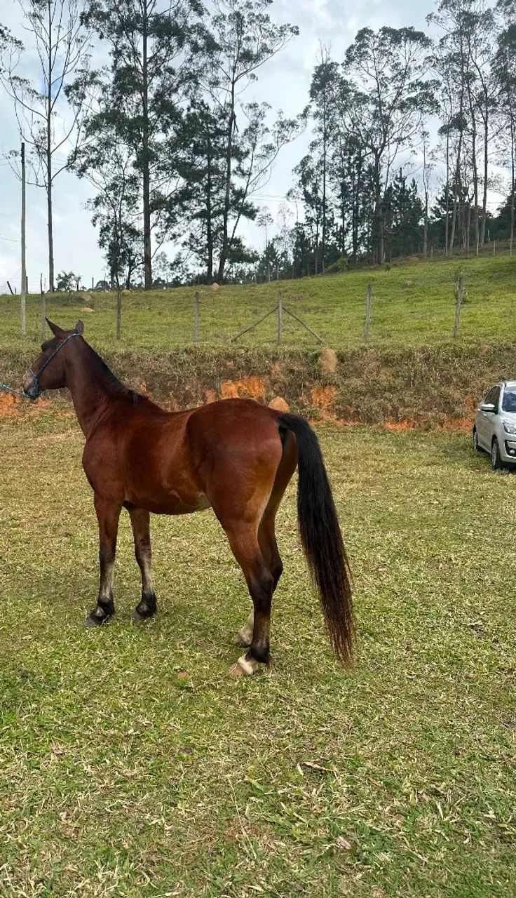 Cavalo manso e selado - Foto 3