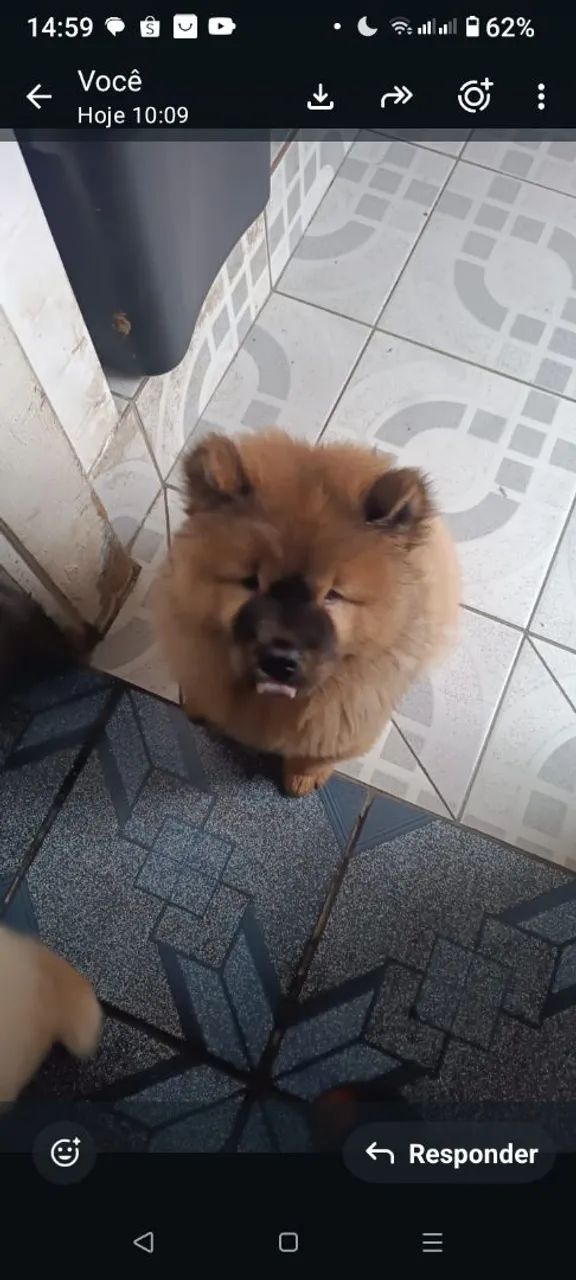Filhotes Chow Chow Americano 