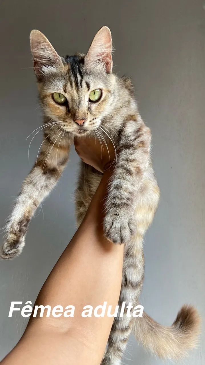 Gatos para adoção