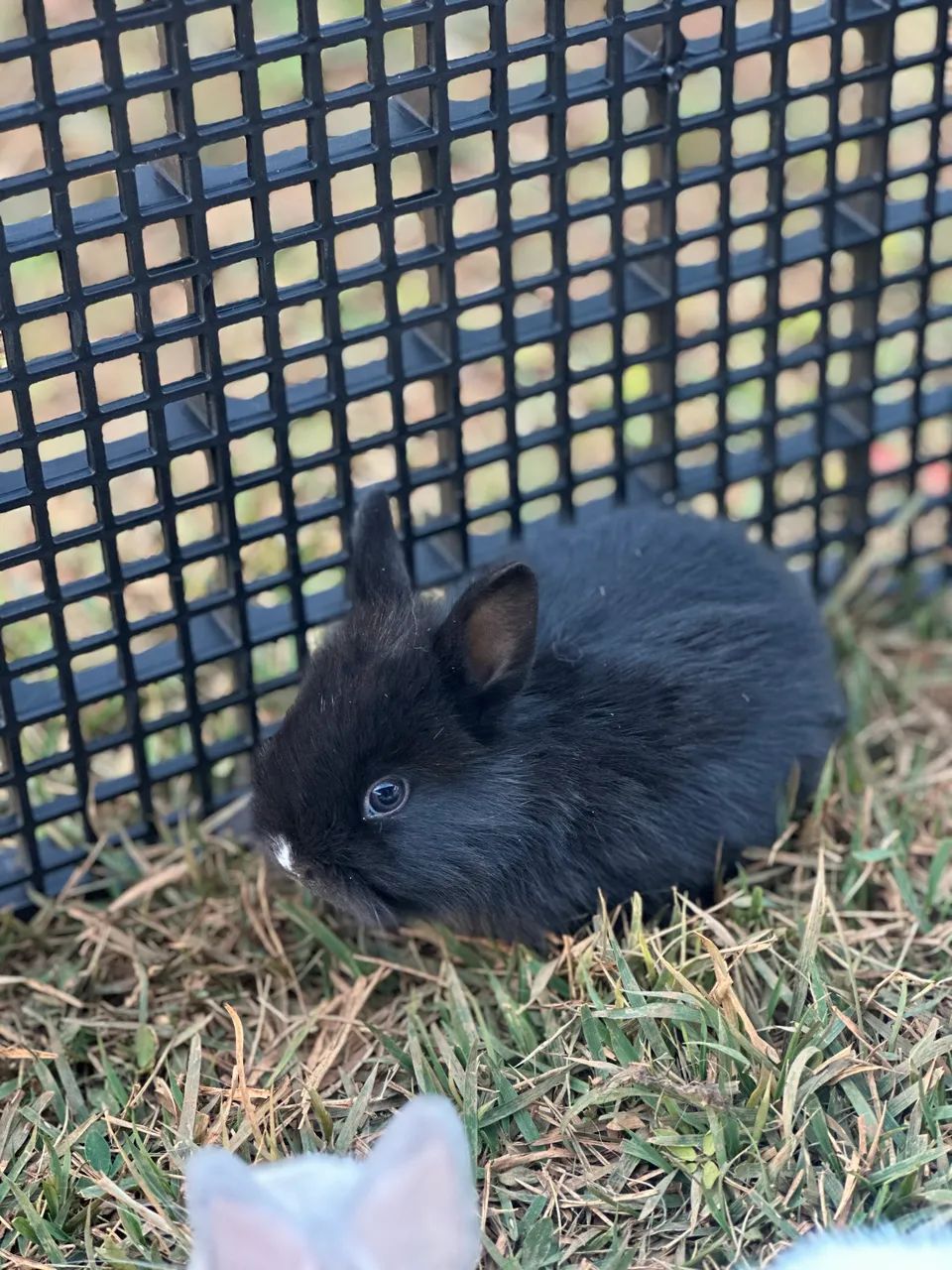 Mini Coelhos disponíveis  - Foto 4