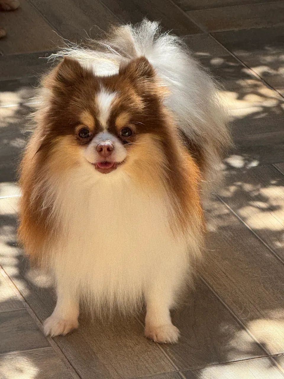 Spitz Alemão Macho - Foto 2