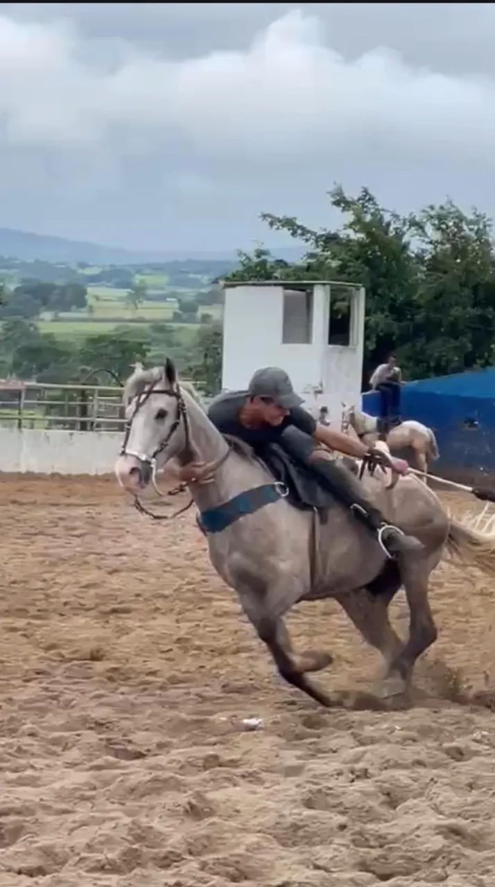 Cavalo manso de vaquejada  - Foto 3