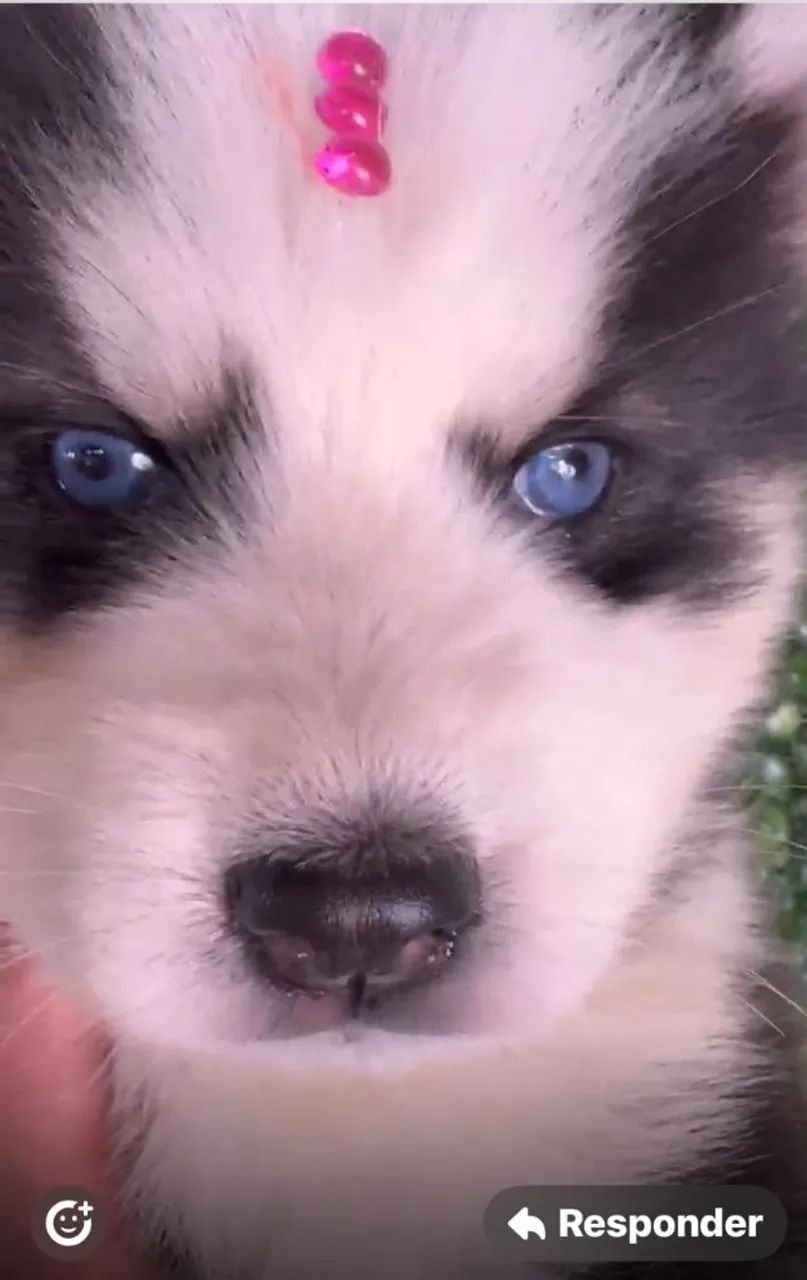 Husky siberiano energitico e resistente 