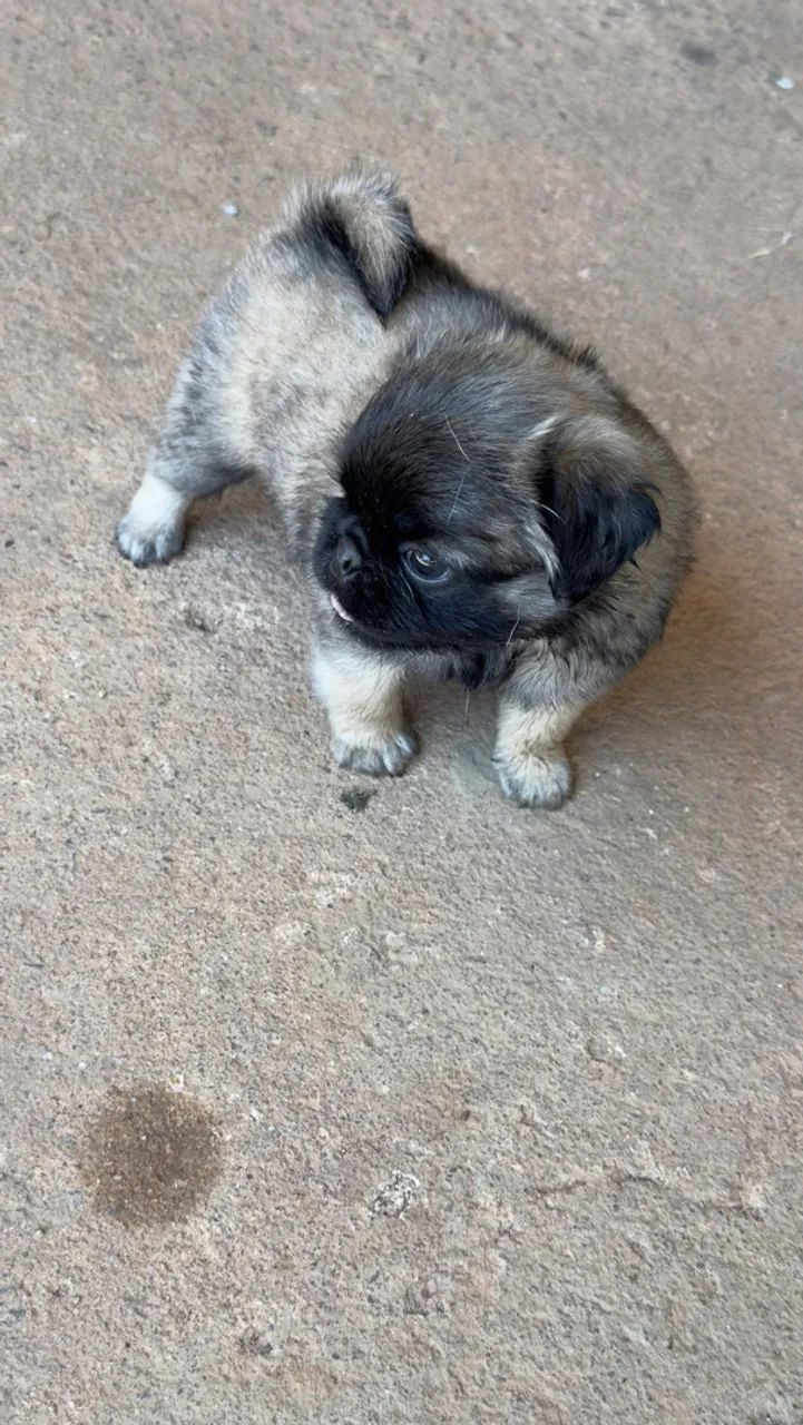 Filhotes de PUG macho  - Foto 3