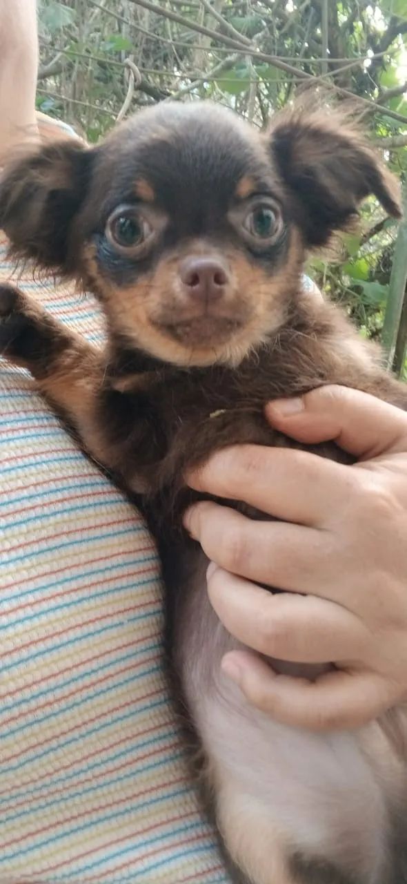 chihuahua pelo longo  - Foto 2
