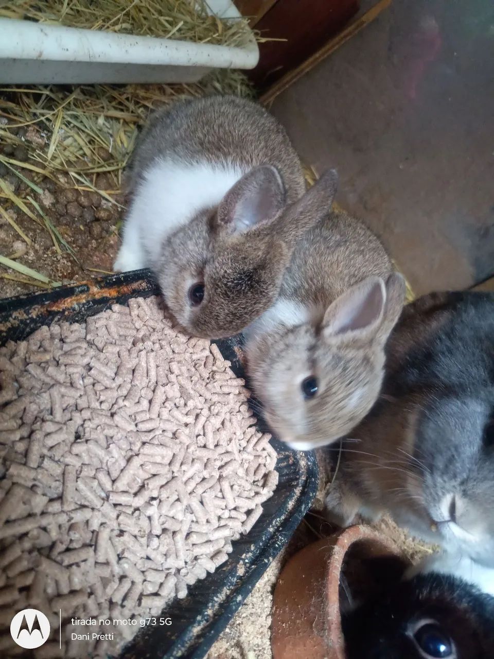 Coelho Netherland Dwarf Mini - Foto 2