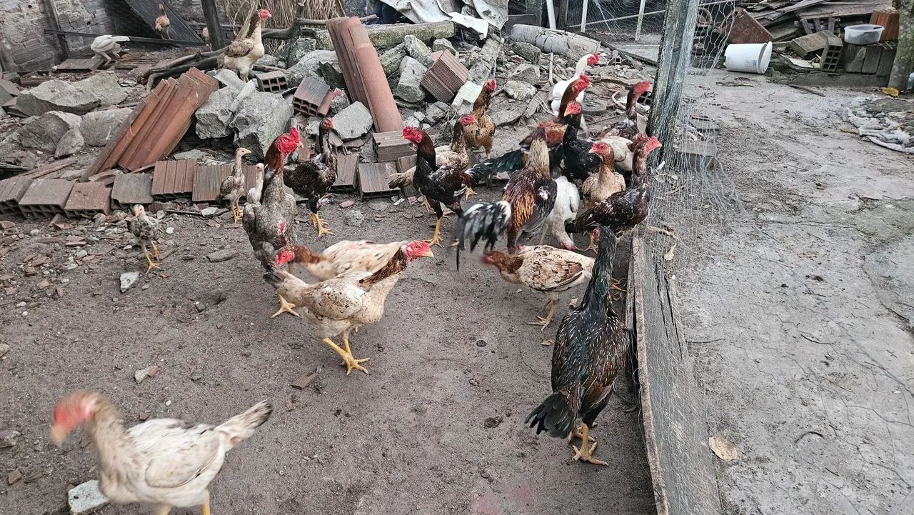 Galos, frangos e galinhas de raça