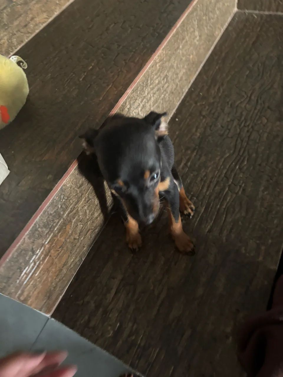 Pinsher 2  - Foto 4