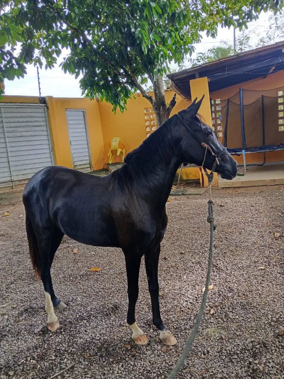 Vendo Porda Nova Mestiça  - Foto 4