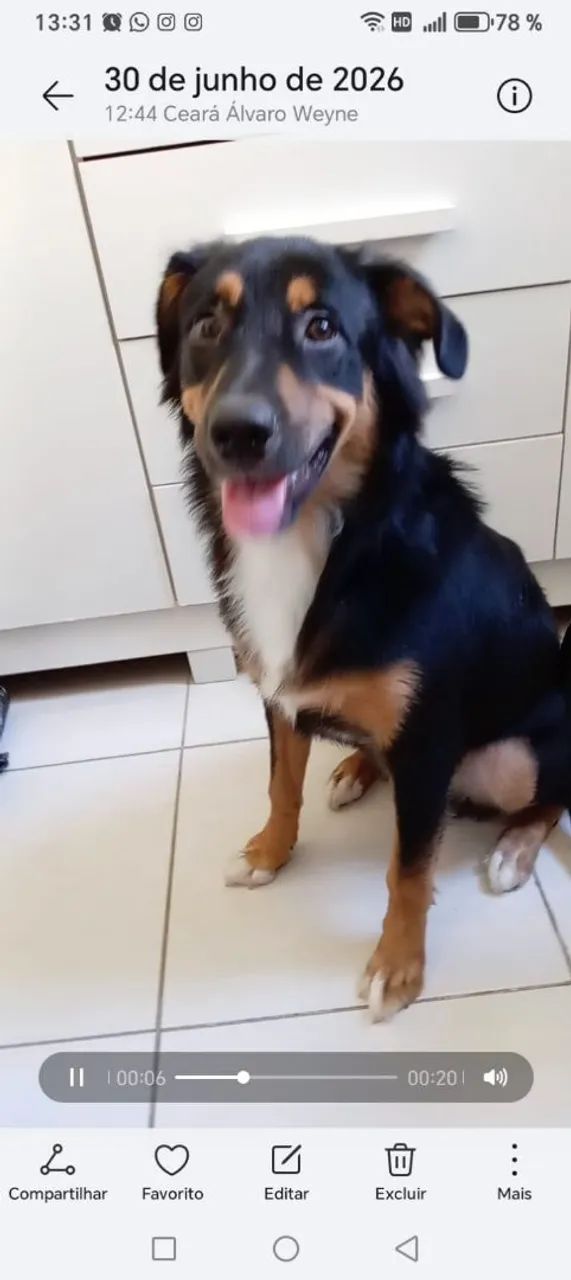 Doando um cachorro 