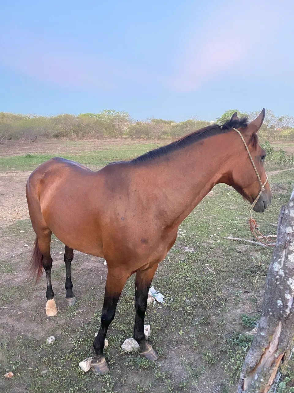 Égua para negócio  - Foto 2