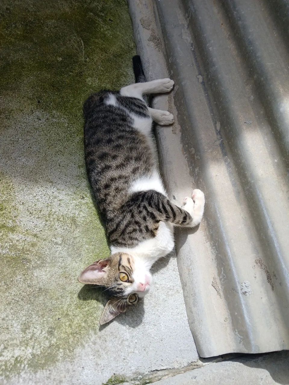 Gatinho macho para adoção responsavel  - Foto 2