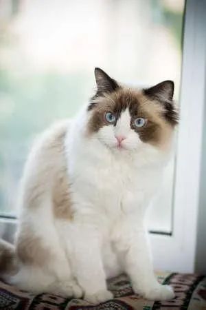 Ragdoll  - Foto 2