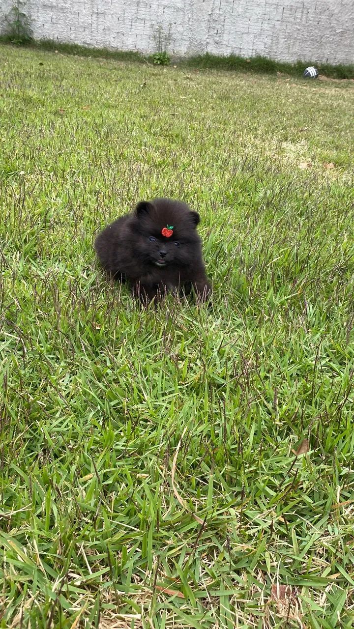 Lulu da Pomerania Black com pedigree CBKC  - Foto 4