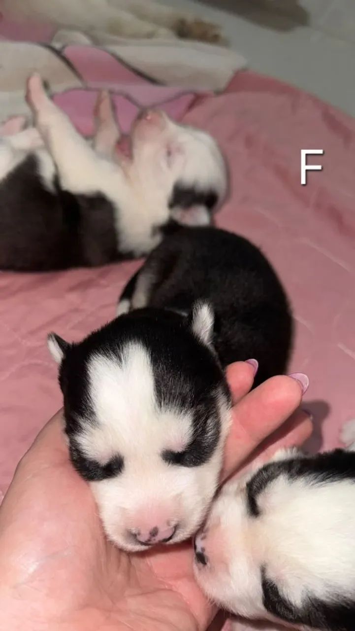 Filhotes Husky Siberiano  - Foto 3