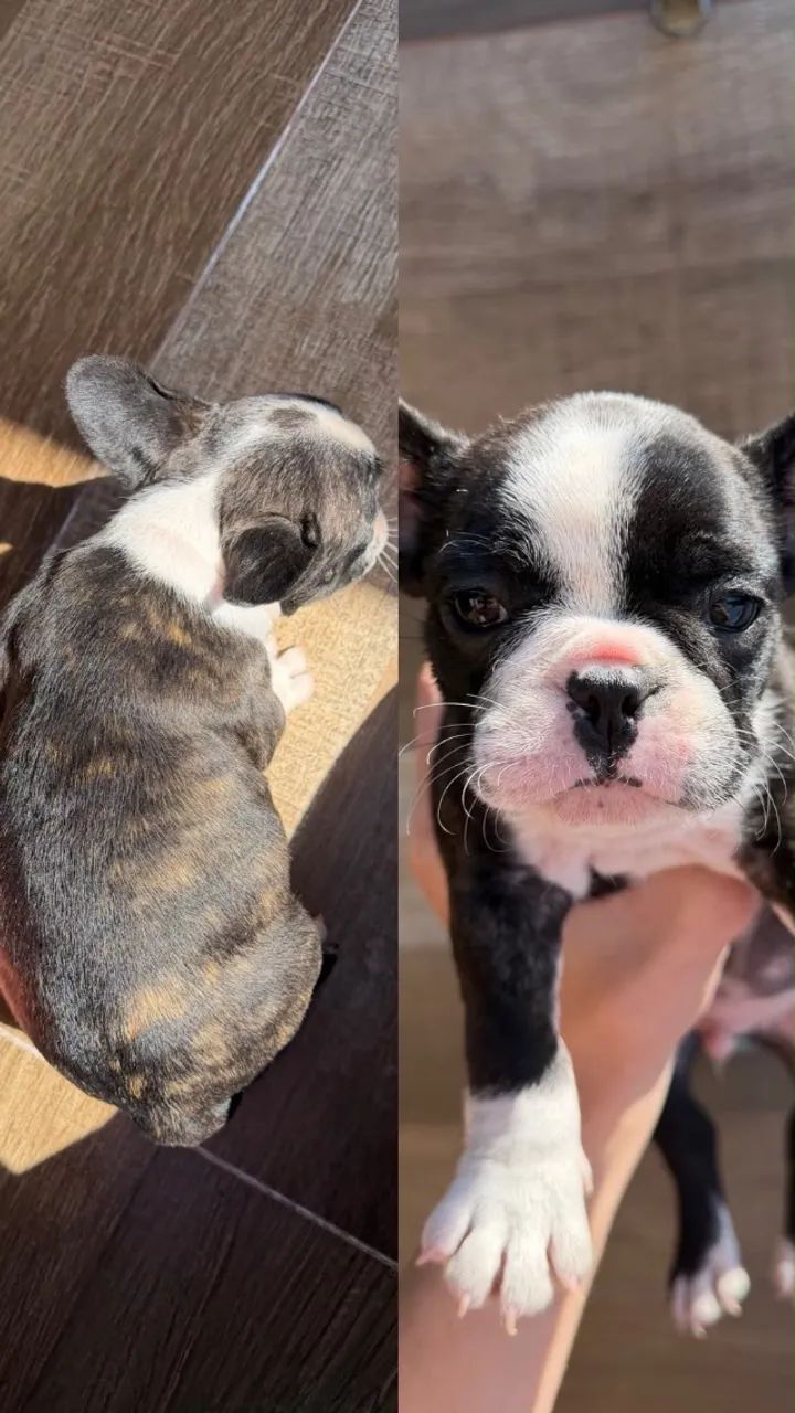 Bulldog Francês - Foto 4