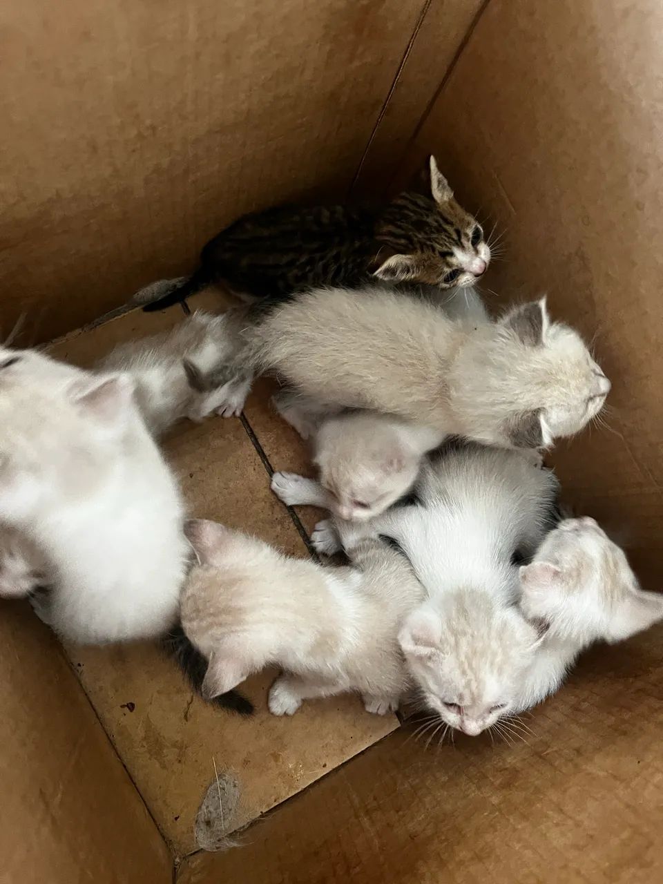 Doação de gato 