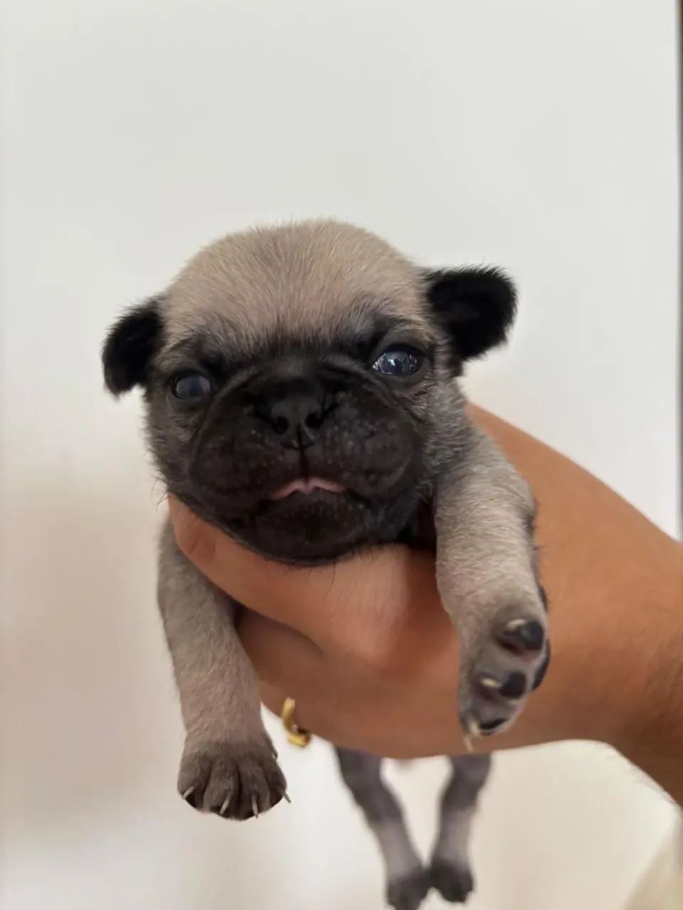 Pug Mini fêmea 
