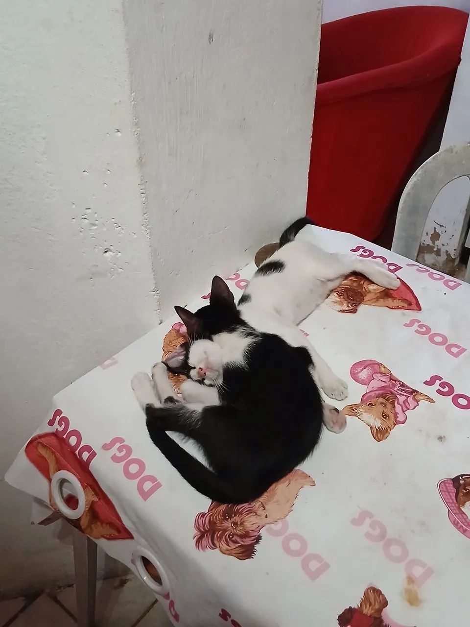 Doação  - Foto 2