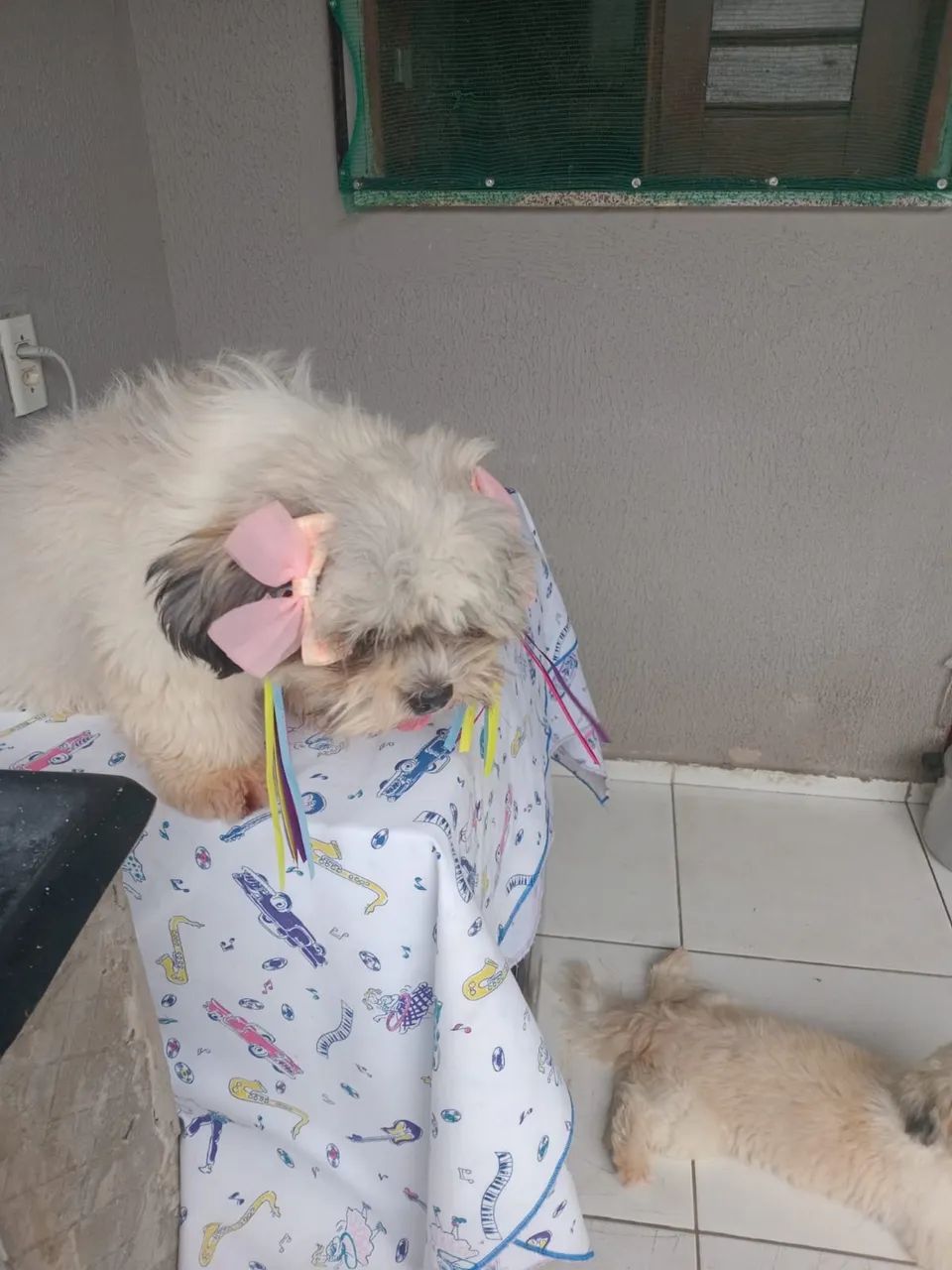 Shihtzu machinho - Foto 5