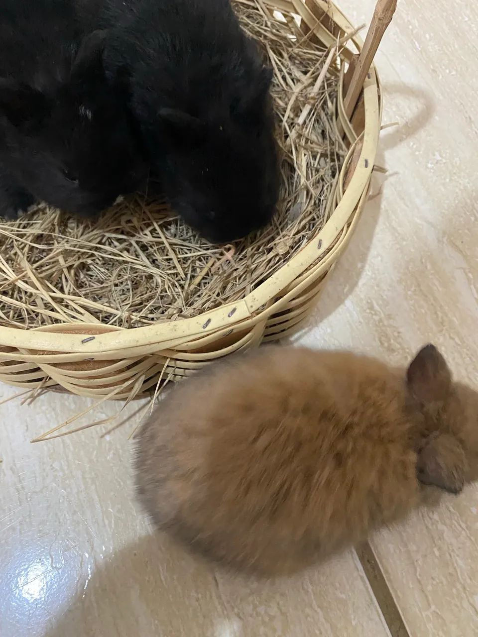 Mini coelho NETHERLAND Dwarf - Foto 4