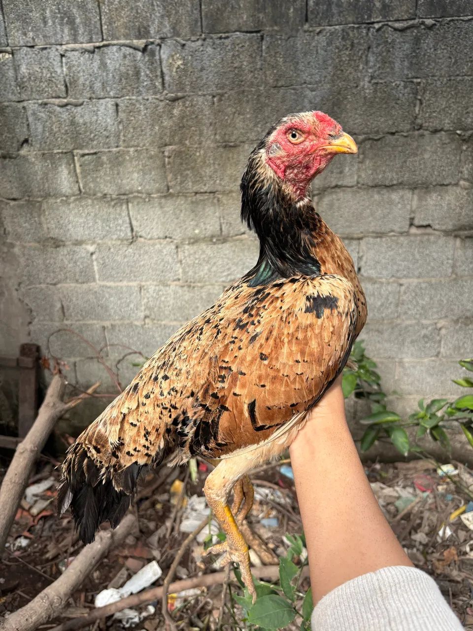 Galo e galinha  - Foto 4