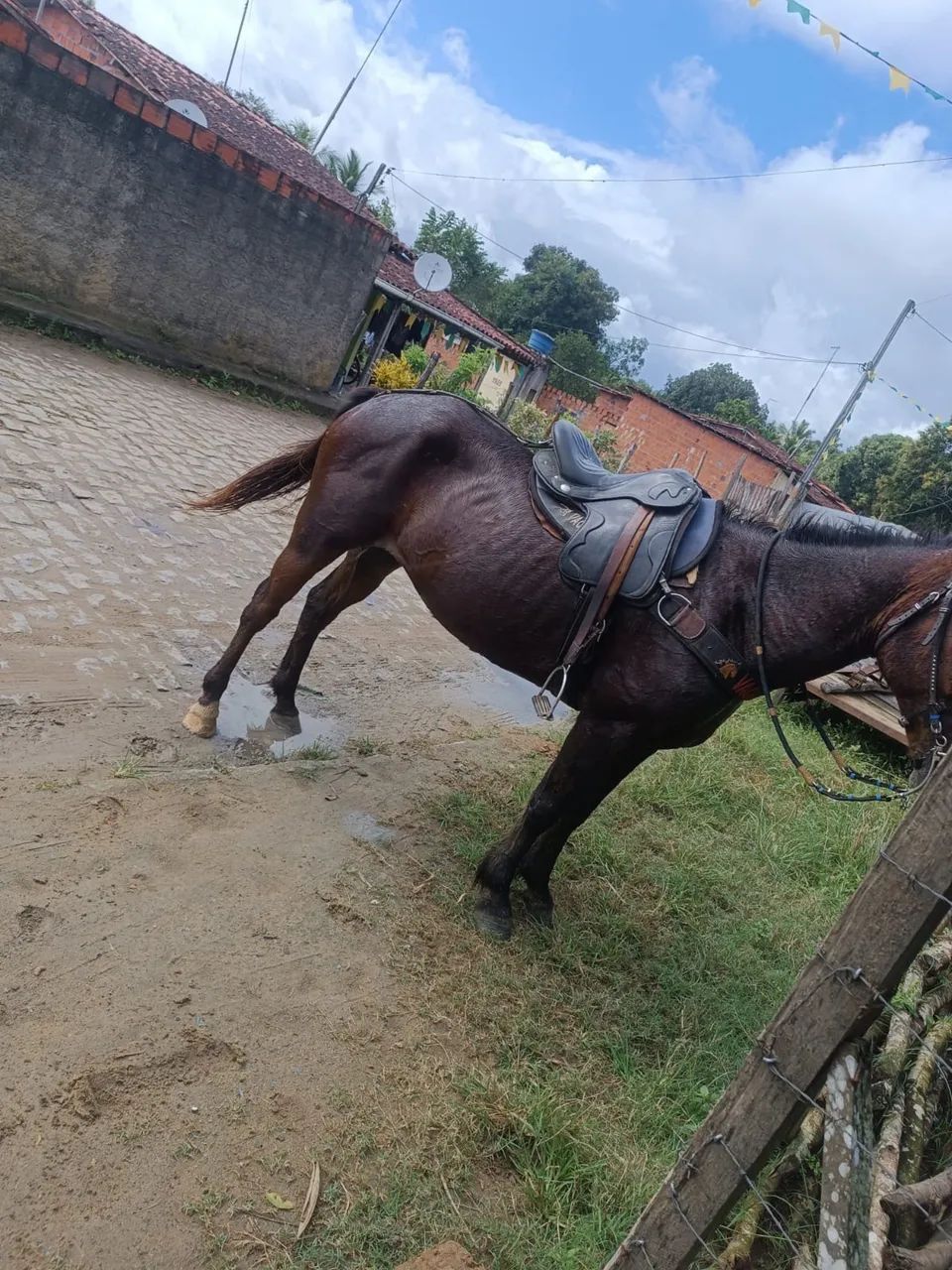 Égua de vaquejada (esteira)