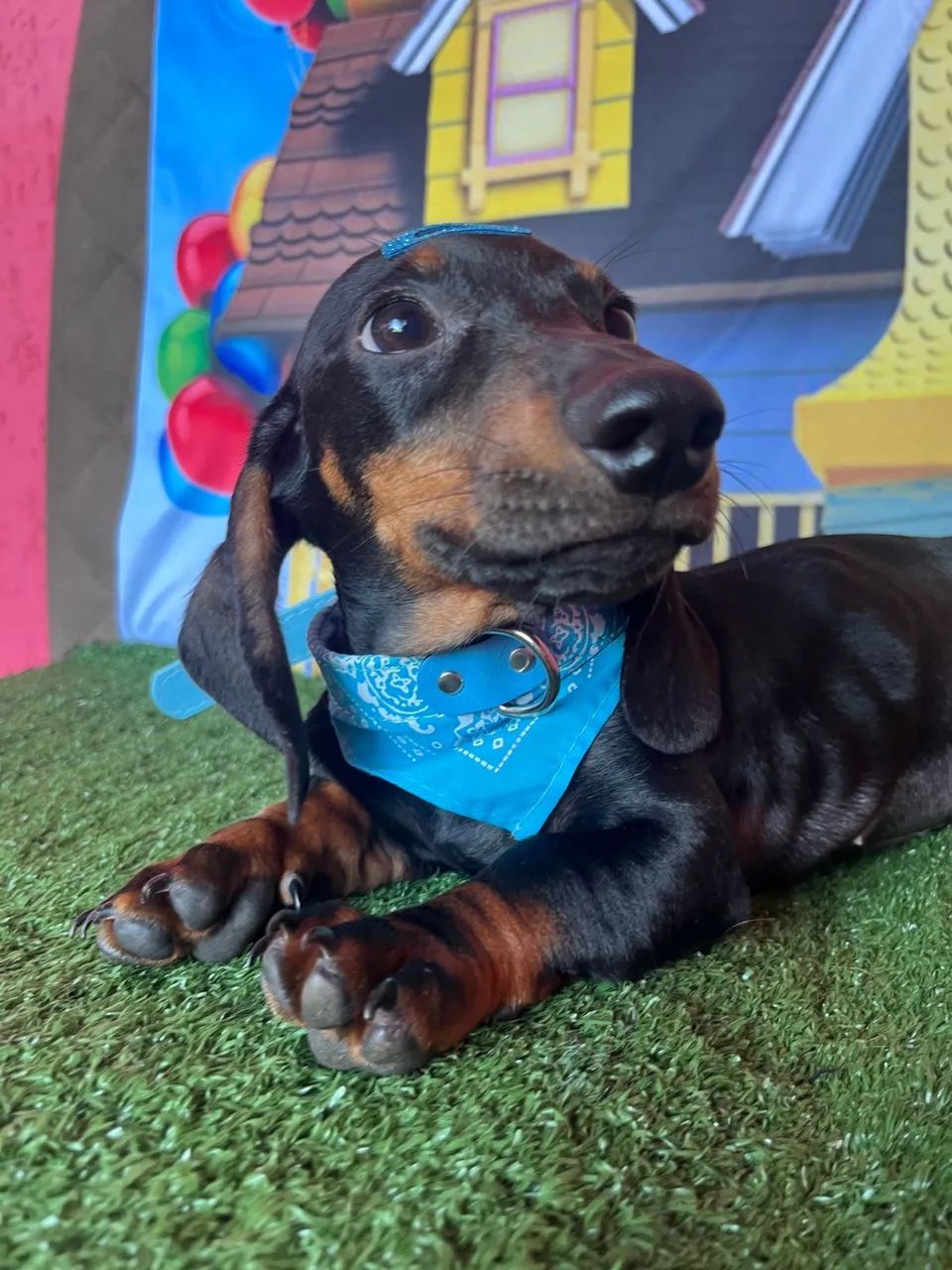 Dauschund  Teckel R$ 1.500 - Foto 2