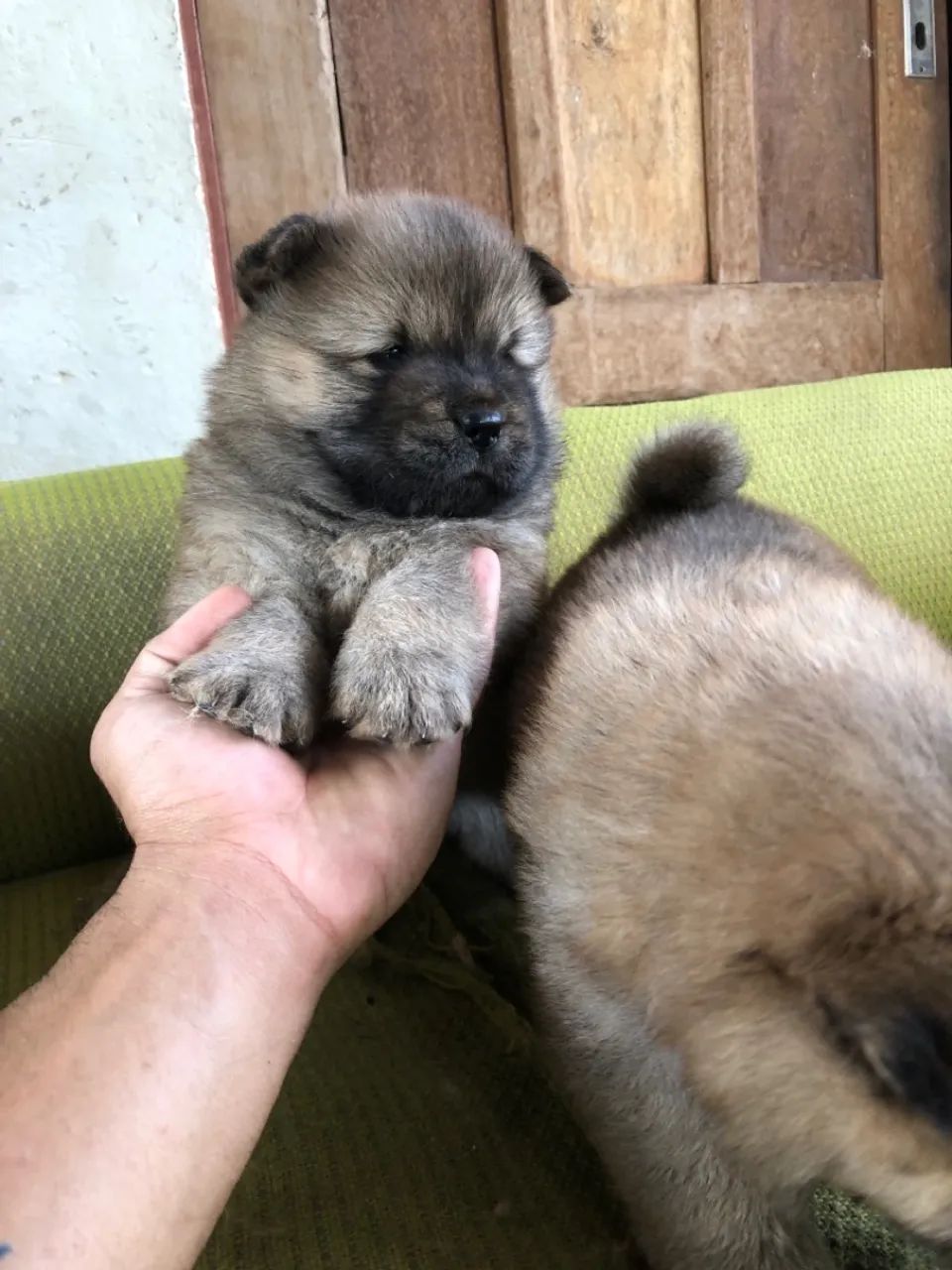 Filhotes de chowchow  - Foto 2