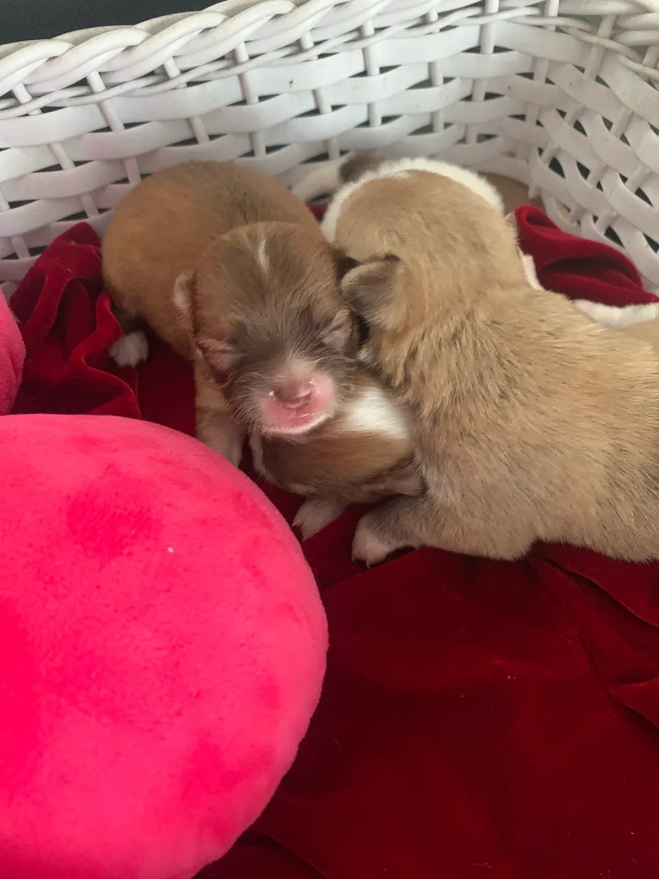 Chihuahua  - Foto 3