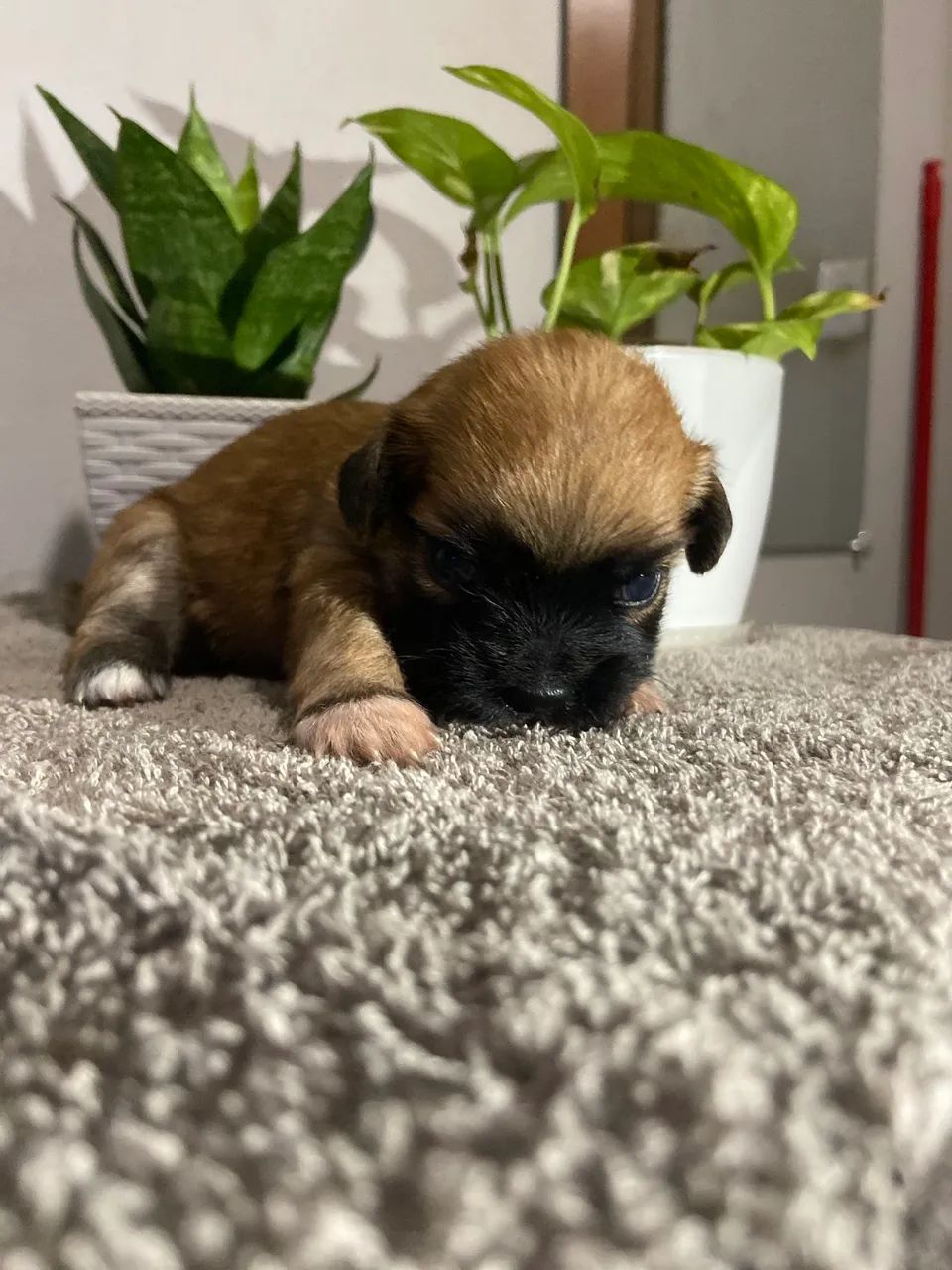 Vende-se Shih Tzu  - Foto 5