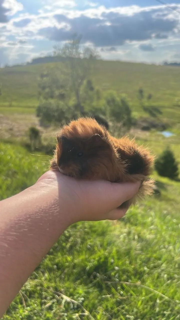 Porquinhos da índia peruano  - Foto 4