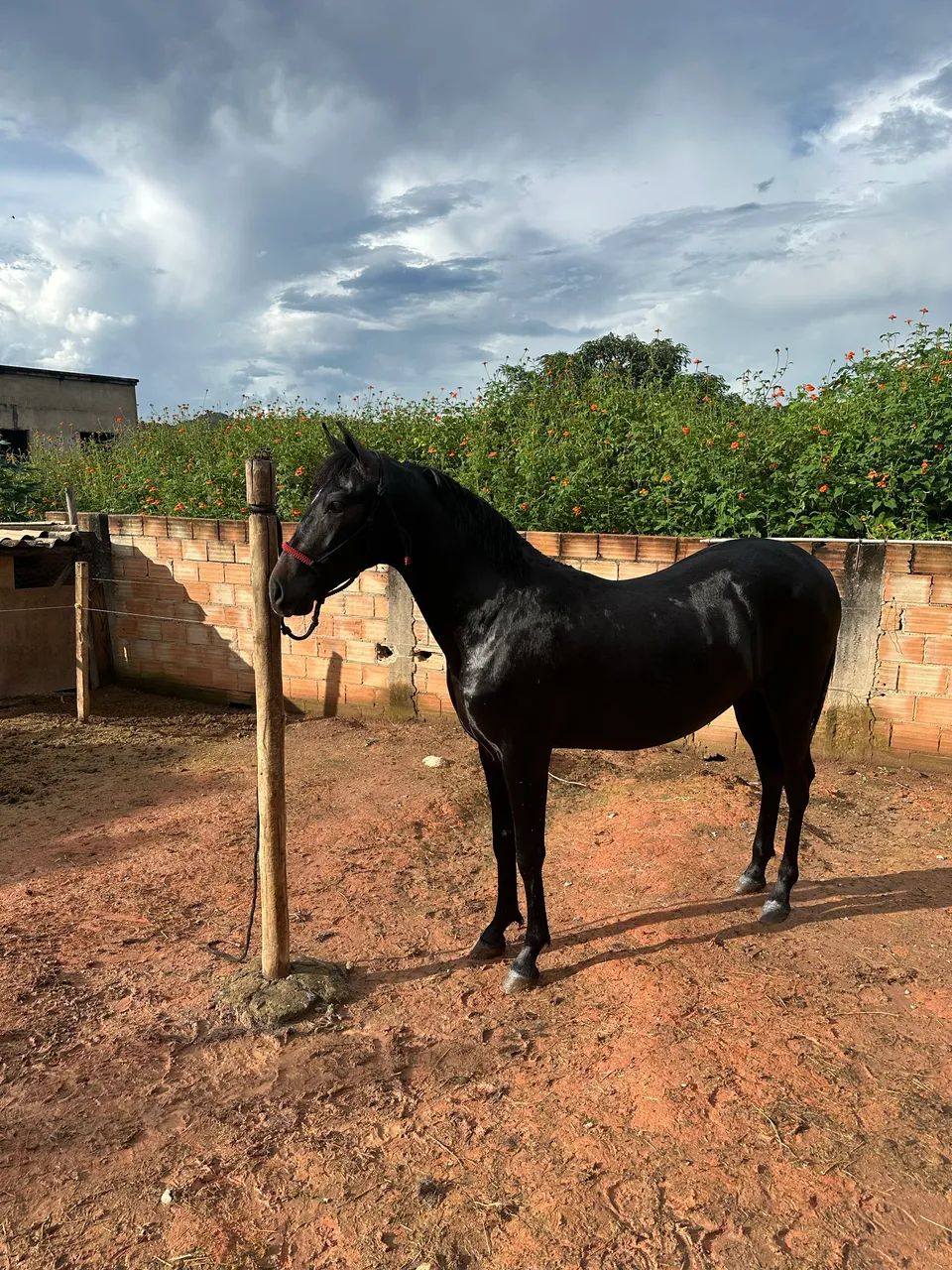 Cavalo - Foto 2