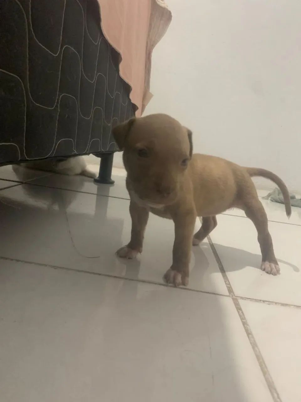 Filhote de pitbull - Foto 2