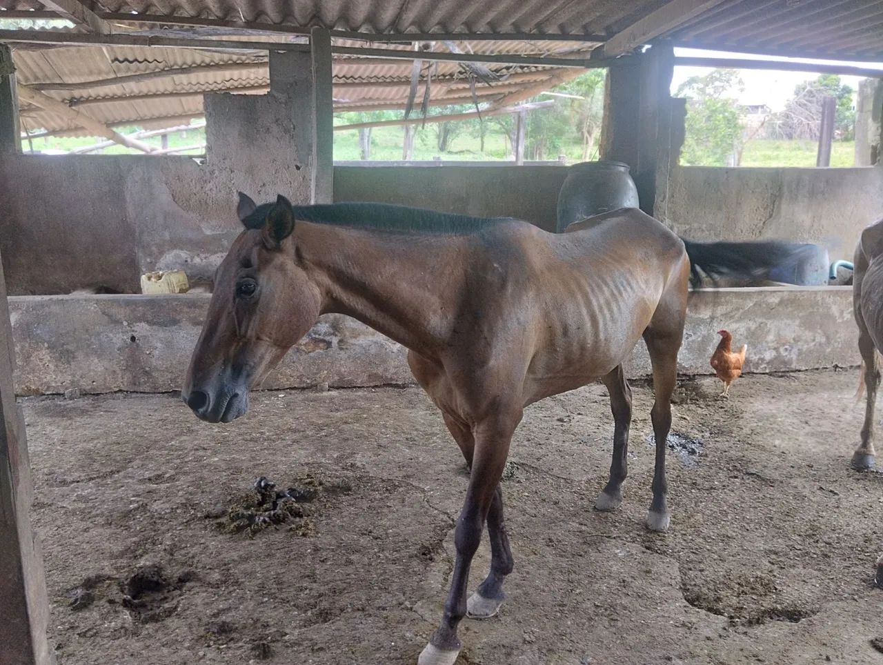 Vendo égua manga larga 