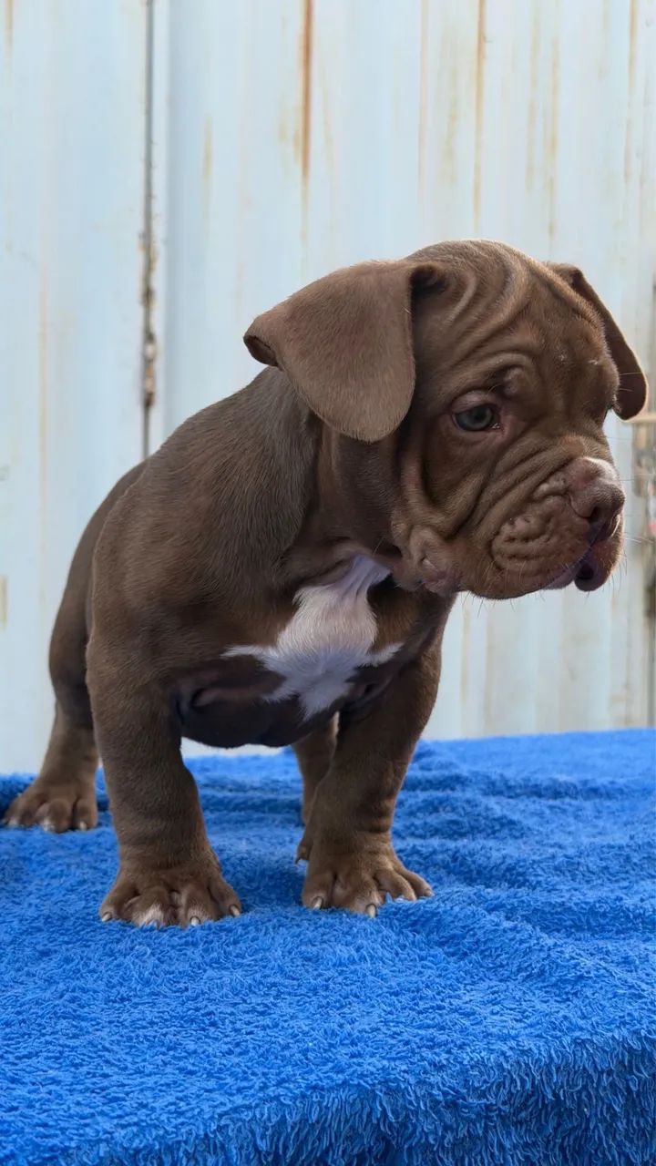 American Bully Exótico  - Foto 2