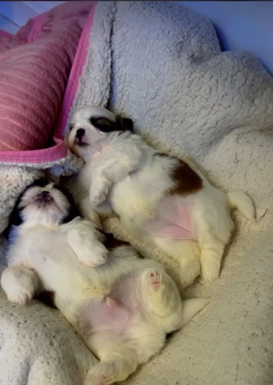 Cachorro - Foto 2