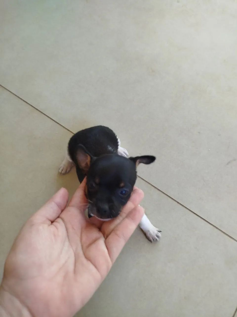 Pinscher n? 1 - Foto 4