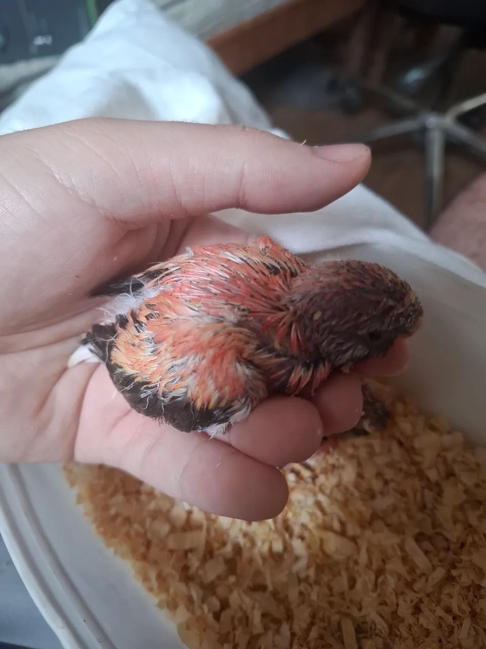 Pet rosa - Foto 3