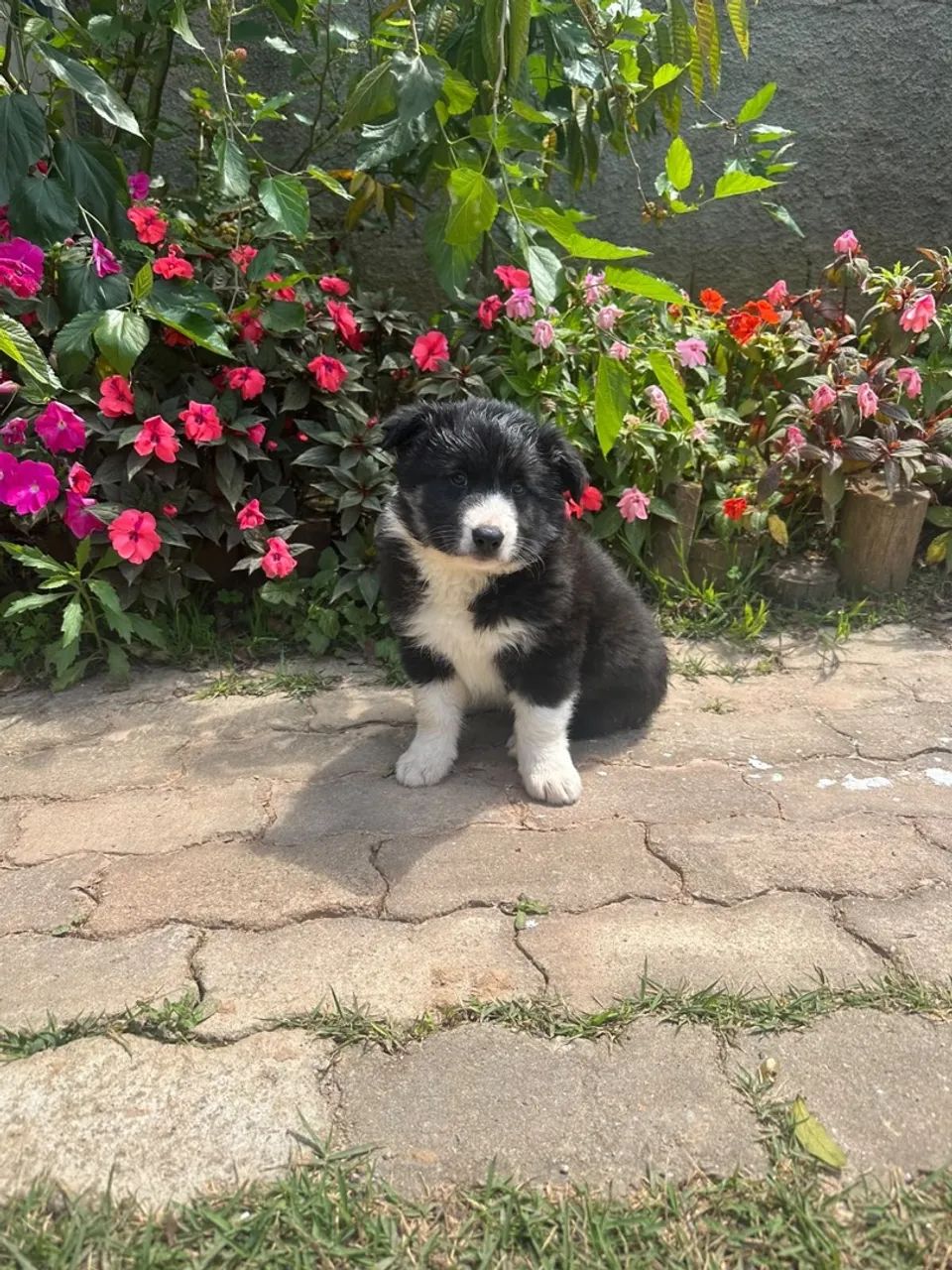 Border Collie Macho pelos longo  - Foto 4