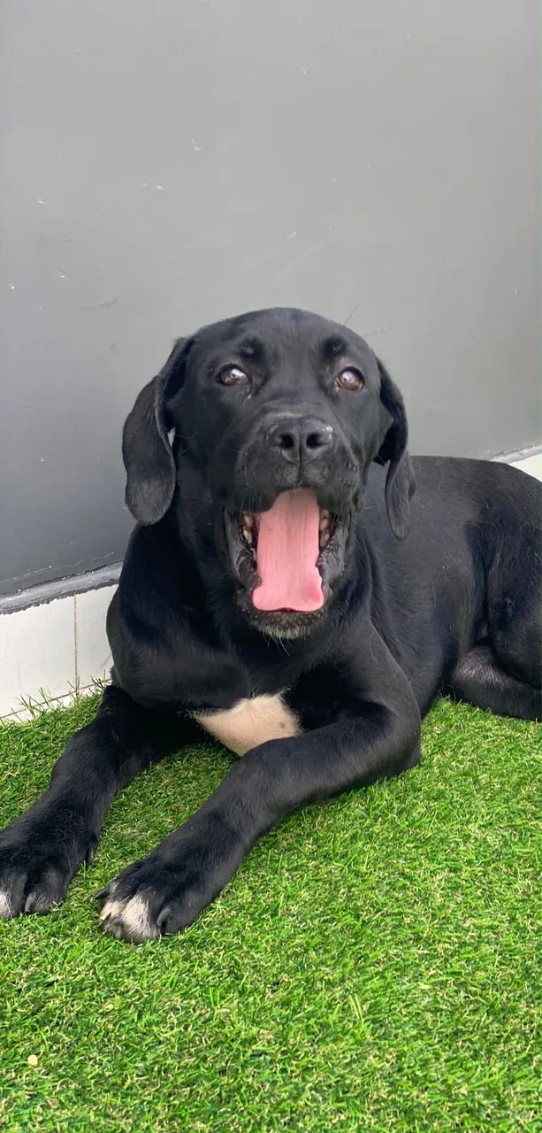 Cane Corso  - Foto 4