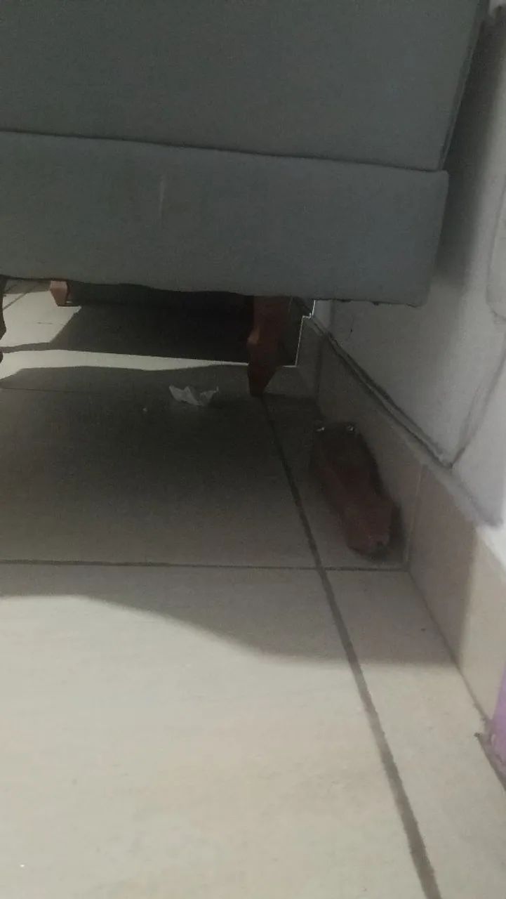 Duas Protonas  - Foto 4