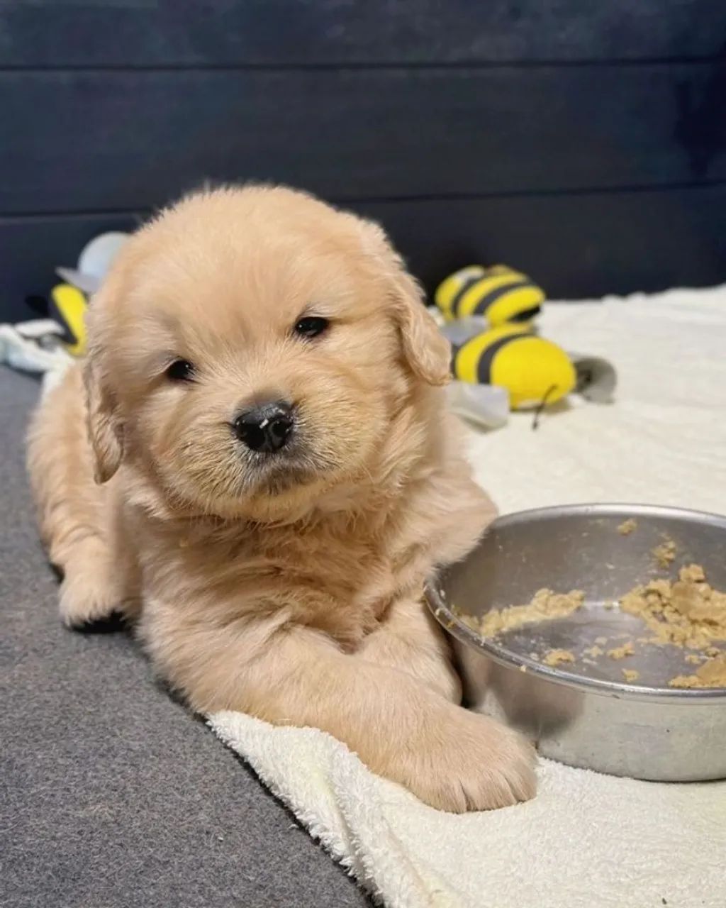 Filhote Fêmea Golden Retriever, Amiga e Inteligente, Pedigree